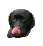 black Labrador Retriber max（個別スタンプ：2）