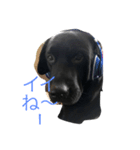 black Labrador Retriber max（個別スタンプ：3）