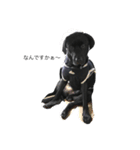 black Labrador Retriber max（個別スタンプ：4）