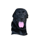 black Labrador Retriber max（個別スタンプ：5）