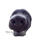 black Labrador Retriber max（個別スタンプ：7）