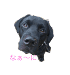 black Labrador Retriber max（個別スタンプ：8）