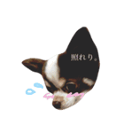 ココアと時々猫と兎（個別スタンプ：8）
