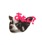 ココアと時々猫と兎（個別スタンプ：10）