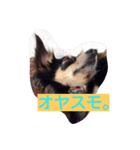 まめ きち（個別スタンプ：1）
