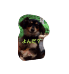 まめ きち（個別スタンプ：5）