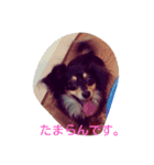 まめ きち（個別スタンプ：7）