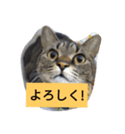 my cat is dangerous（個別スタンプ：1）