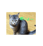 my cat is dangerous（個別スタンプ：2）