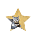 my cat is dangerous（個別スタンプ：3）