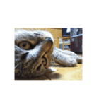 my cat is dangerous（個別スタンプ：4）