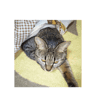 my cat is dangerous（個別スタンプ：5）