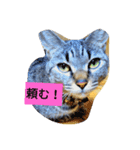 my cat is dangerous（個別スタンプ：6）