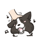 Border Collie - Coin 365 days 2.（個別スタンプ：1）