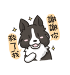 Border Collie - Coin 365 days 2.（個別スタンプ：2）