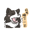 Border Collie - Coin 365 days 2.（個別スタンプ：4）