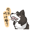 Border Collie - Coin 365 days 2.（個別スタンプ：5）