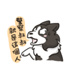 Border Collie - Coin 365 days 2.（個別スタンプ：8）