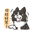 Border Collie - Coin 365 days 2.（個別スタンプ：9）