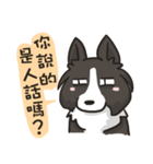 Border Collie - Coin 365 days 2.（個別スタンプ：11）