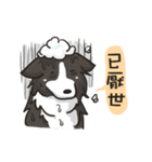 Border Collie - Coin 365 days 2.（個別スタンプ：13）