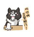 Border Collie - Coin 365 days 2.（個別スタンプ：16）