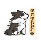 Border Collie - Coin 365 days 2.（個別スタンプ：20）