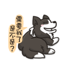 Border Collie - Coin 365 days 2.（個別スタンプ：21）