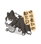 Border Collie - Coin 365 days 2.（個別スタンプ：28）