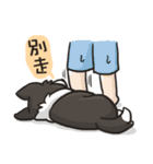 Border Collie - Coin 365 days 2.（個別スタンプ：35）