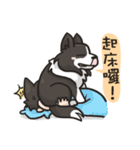 Border Collie - Coin 365 days 2.（個別スタンプ：36）