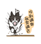 Border Collie - Coin 365 days 2.（個別スタンプ：38）