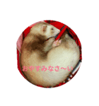 フェレットのマリちゃん（個別スタンプ：1）