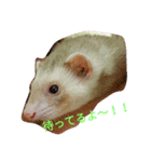 フェレットのマリちゃん（個別スタンプ：4）