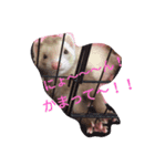 フェレットのマリちゃん（個別スタンプ：6）