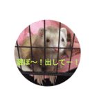 フェレットのマリちゃん（個別スタンプ：8）