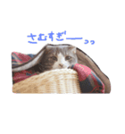 kotacafe（個別スタンプ：1）