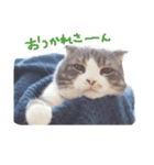 kotacafe（個別スタンプ：2）