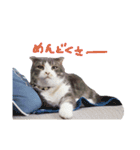 kotacafe（個別スタンプ：3）