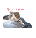 kotacafe（個別スタンプ：4）