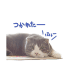 kotacafe（個別スタンプ：7）