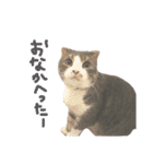 kotacafe（個別スタンプ：8）