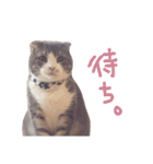 kotacafe（個別スタンプ：10）