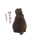 kotacafe（個別スタンプ：12）