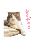 kotacafe（個別スタンプ：14）