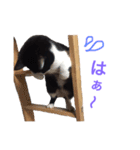 実猫2（個別スタンプ：26）