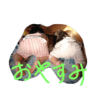 和樹＆樹香＆愛樹（個別スタンプ：7）