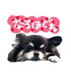 毎日コタロー2（個別スタンプ：1）