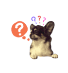 毎日コタロー2（個別スタンプ：4）
