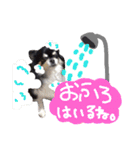 毎日コタロー2（個別スタンプ：5）